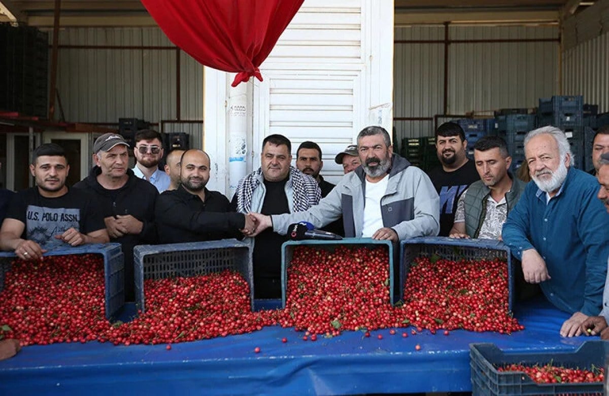 1712927456 258 Manisada sezonun ilk kiraz hasadi yapildi Kilosu 2 bin liradan