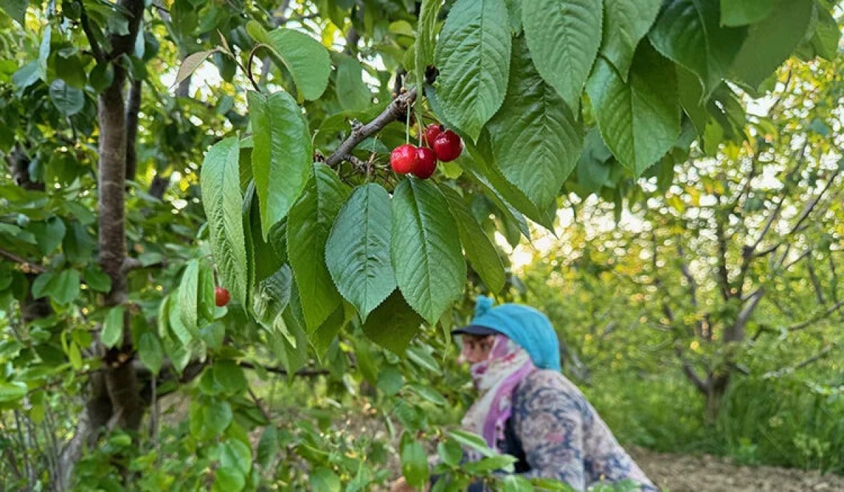 1712927456 495 Manisada sezonun ilk kiraz hasadi yapildi Kilosu 2 bin liradan