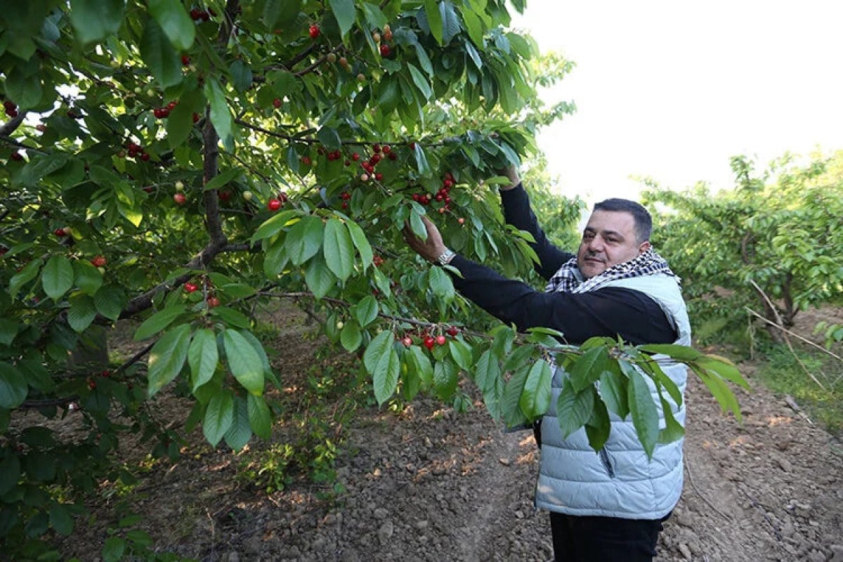 1712927456 644 Manisada sezonun ilk kiraz hasadi yapildi Kilosu 2 bin liradan