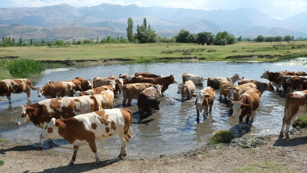 1713335402 25 Erzincanda 40 bin TL maasla coban bulunmuyor Koyluler nobetlesiyor