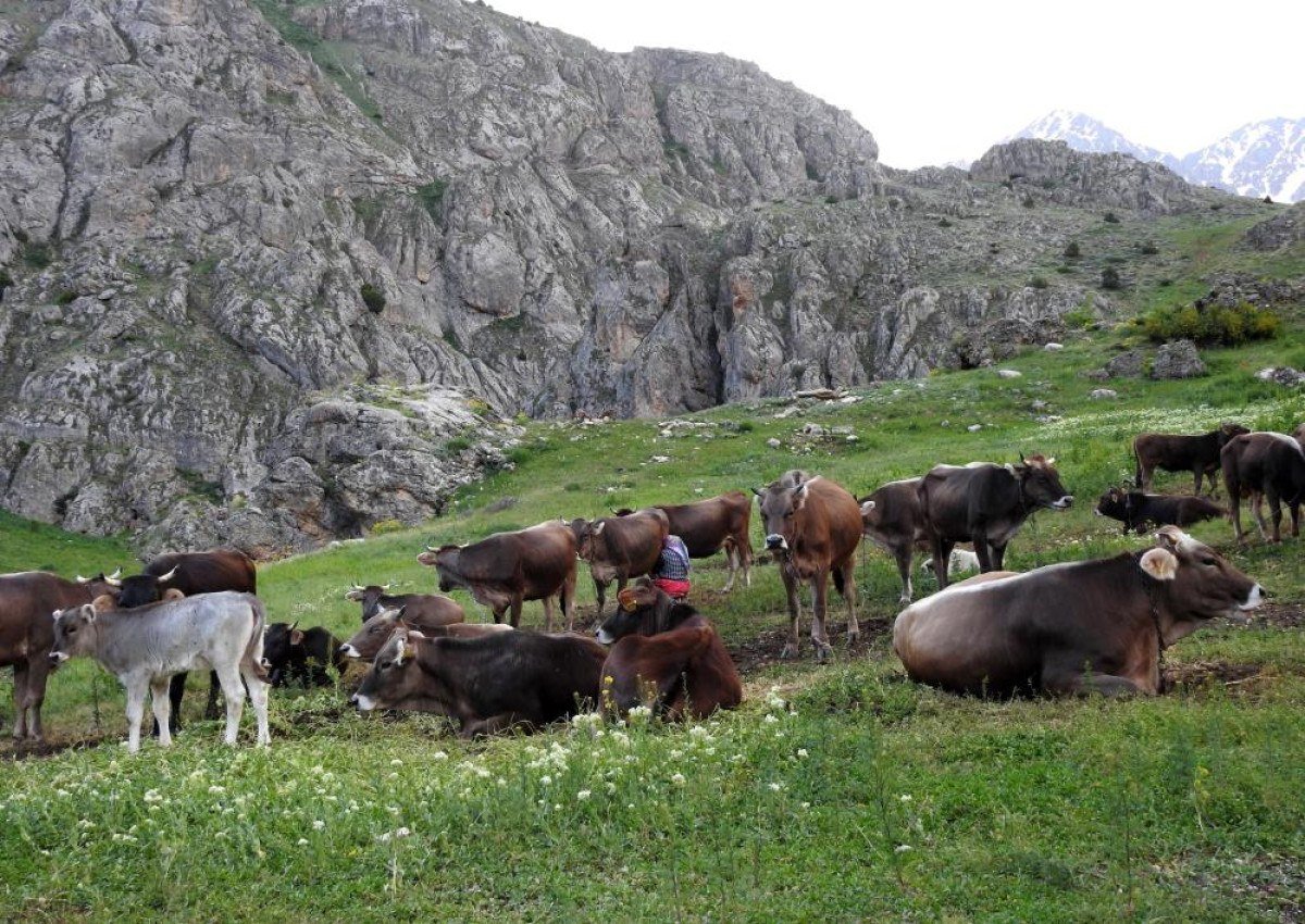 1713335402 37 Erzincanda 40 bin TL maasla coban bulunmuyor Koyluler nobetlesiyor