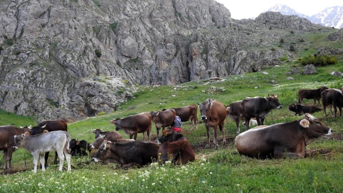 Erzincanda 40 bin TL maasla coban bulunmuyor Koyluler nobetlesiyor