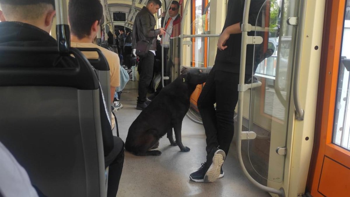 Eskisehirde tramvaya binen yolcular sokak kopegiyle karsilasti