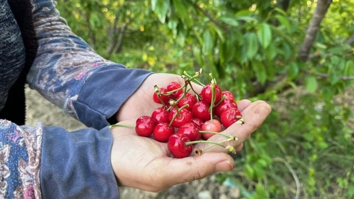 Manisada sezonun ilk kiraz hasadi yapildi Kilosu 2 bin liradan