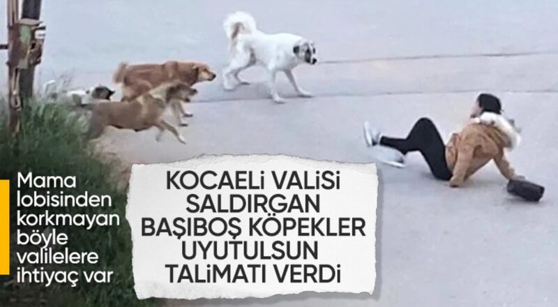 1714732451 Kocaeli Valiligi sokak hayvanlari icin belediyelere yazi gonderdi