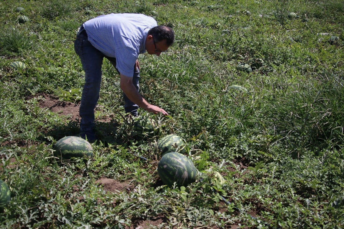 1715124771 963 Adanada ham karpuzun tarladan cikisini engelemek icin tim kurdular